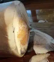 Husk removedcopy.jpg