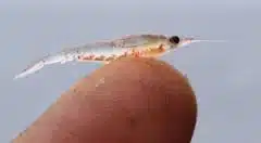 Krill on finger.jpg