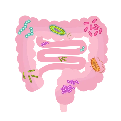 1000px 202004 Gut microbiota.svg 980x980.png
