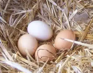 Chicken eggs in straw