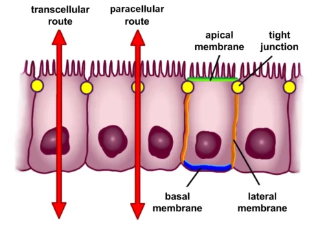 Do You Have Leaky Gut? 5 Selective permeability routes in epithelium.png 1