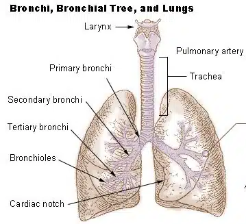 Asthma, Histamine and the Gut 7 Illu bronchi lungs2.jpg 1