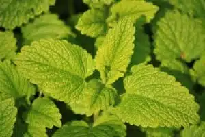 Nine Simple Home Remedies for Reducing Worry 2 lemon balm 785195 1920