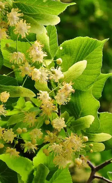 Nine Simple Home Remedies for Reducing Worry 5 linden 817061 640 e1629700550500.jpg 1