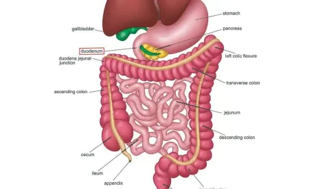diagram of human digestive system duodenum highlighted.jpg 1