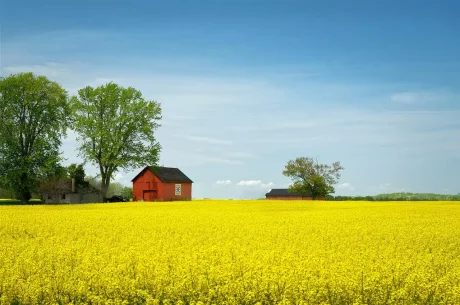 canola g89605bfe8 1280.jpg 1