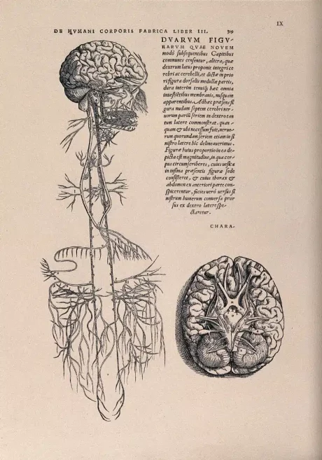 Vagus Nerve public Domain.jpg