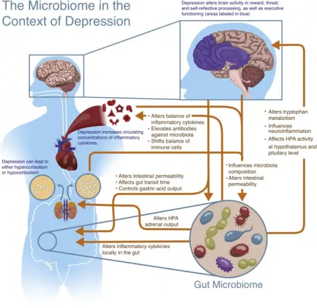 What is the Link between Gut Health and Mental Health? 1 1 s2.0 S0969996119302463 gr1.jpg