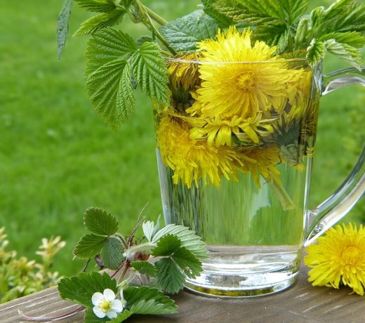 dandelion 2232626 1280