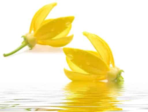 Ways to Use Ylang Ylang