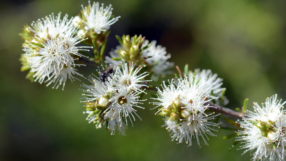 Kunzea Ambigua Essential Oil